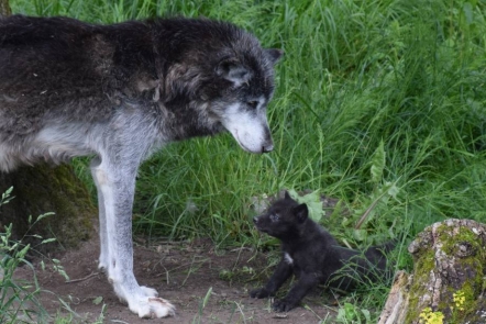 !LOUPS 2.jpg (129 KB)