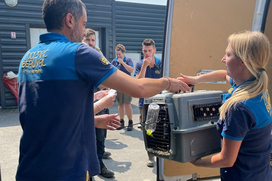 Incendies en Gironde : le zoo de Beauval recueille des animaux du zoo d'Arcachon