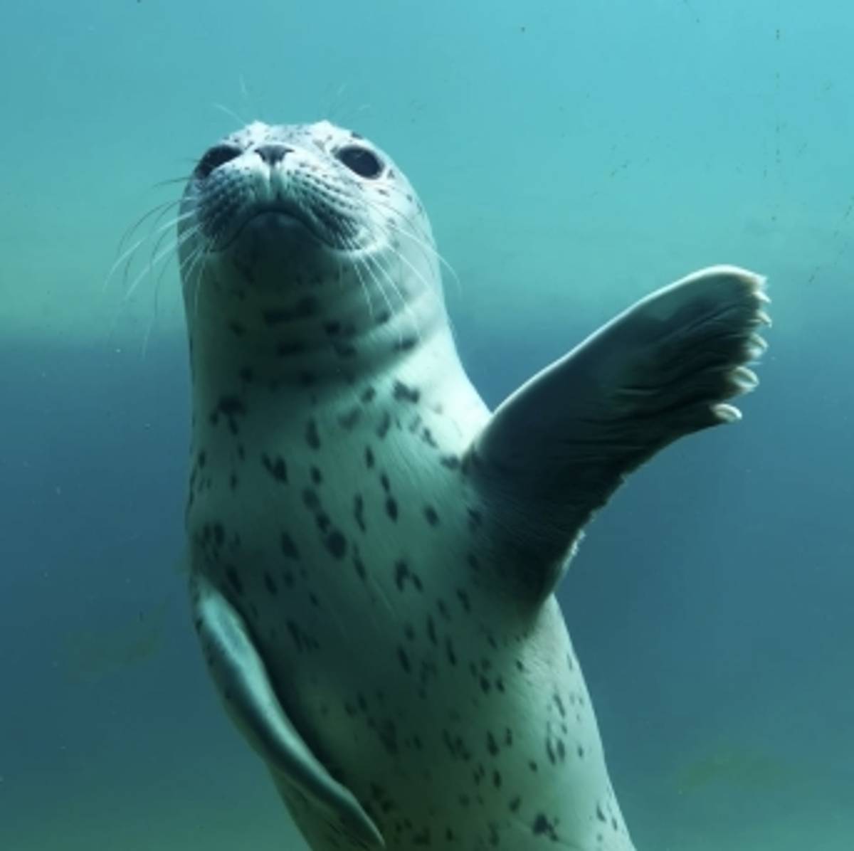 newsbbphoque021-002_6246855.jpeg (53 KB)